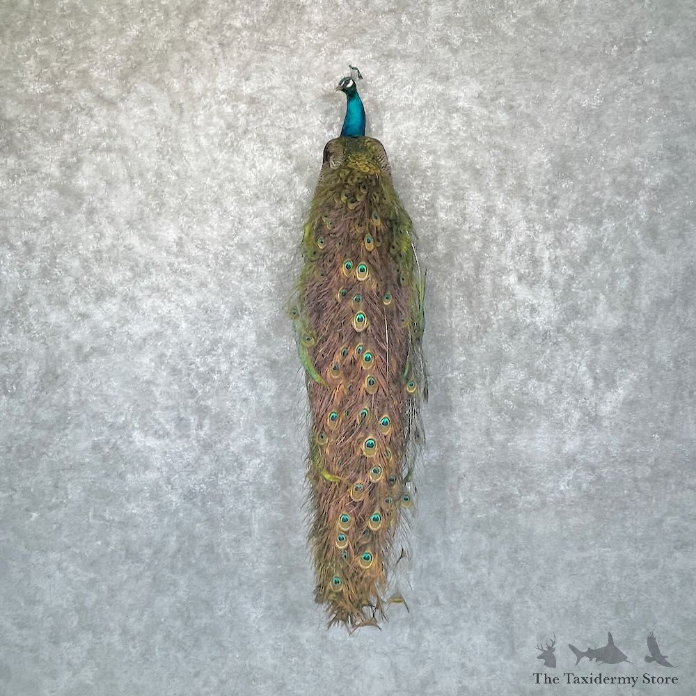 Blue Indian Peacock Bird Mount For Sale #28754 @ The Taxidermy Store