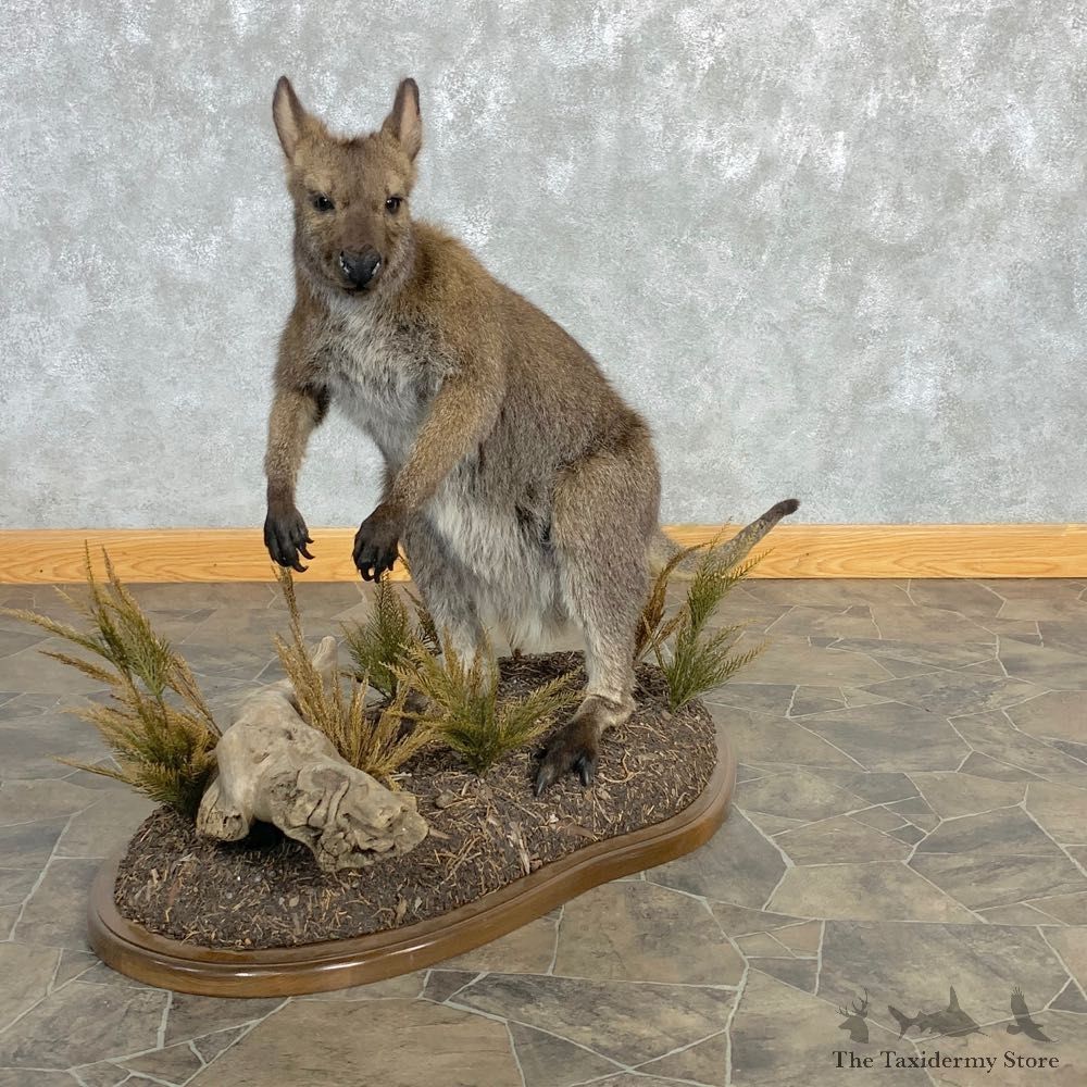 Wallaby Life-Size Taxidermy Mount For Sale #22470 @ The Taxidermy Store