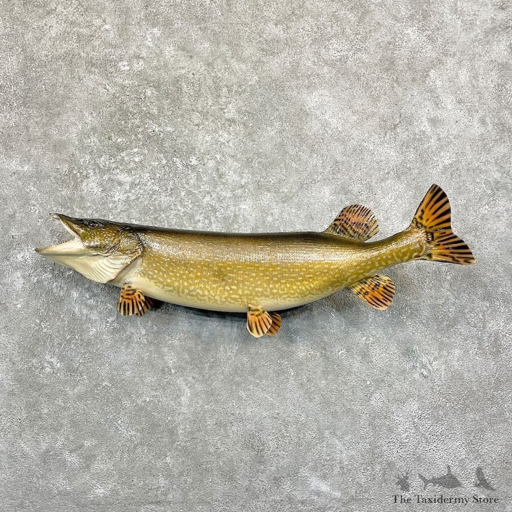 Northern Pike Fish Mount For Sale #27809 @ The Taxidermy Store
