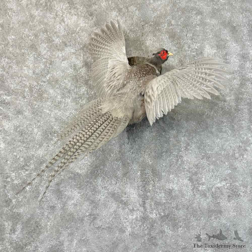 Abyssinian Pheasant Bird Mount For Sale #31254 @ The Taxidermy Store