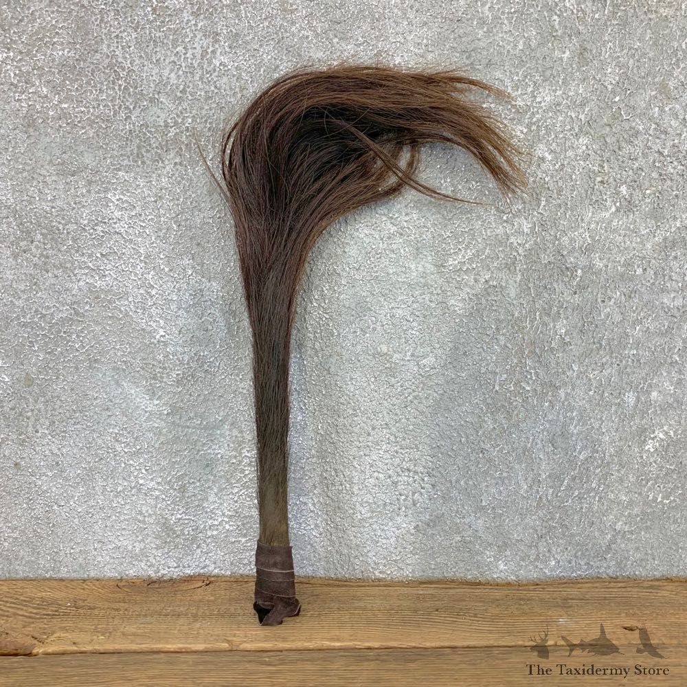 African Cape Buffalo Fly Swatter For Sale #22392 @ The Taxidermy Store