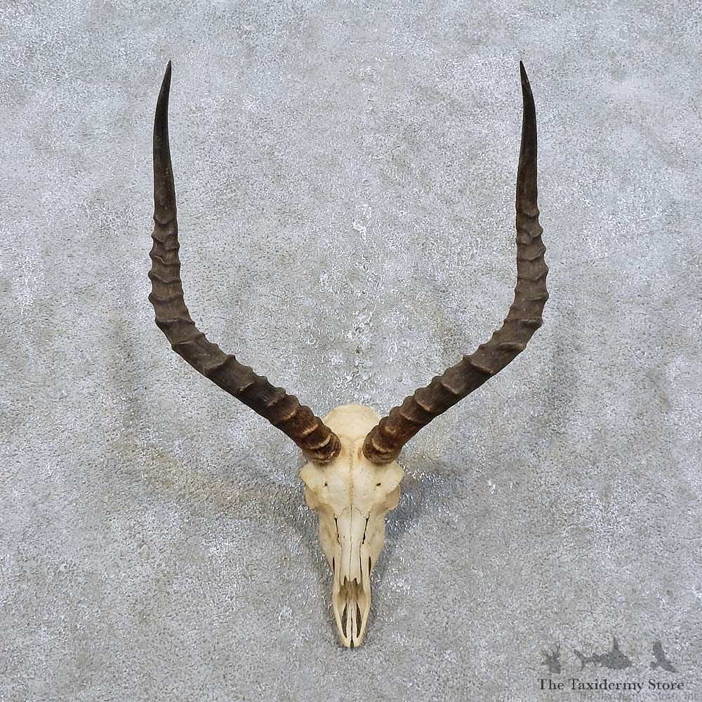Impala Skull & Horns European Mount For Sale #15825 @ The Taxidermy Store