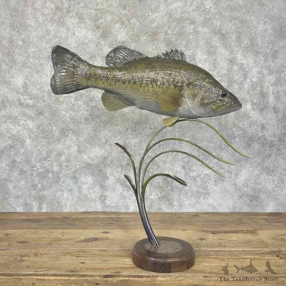 Largemouth Bass Fish Mount For Sale #31968 @ The Taxidermy Store