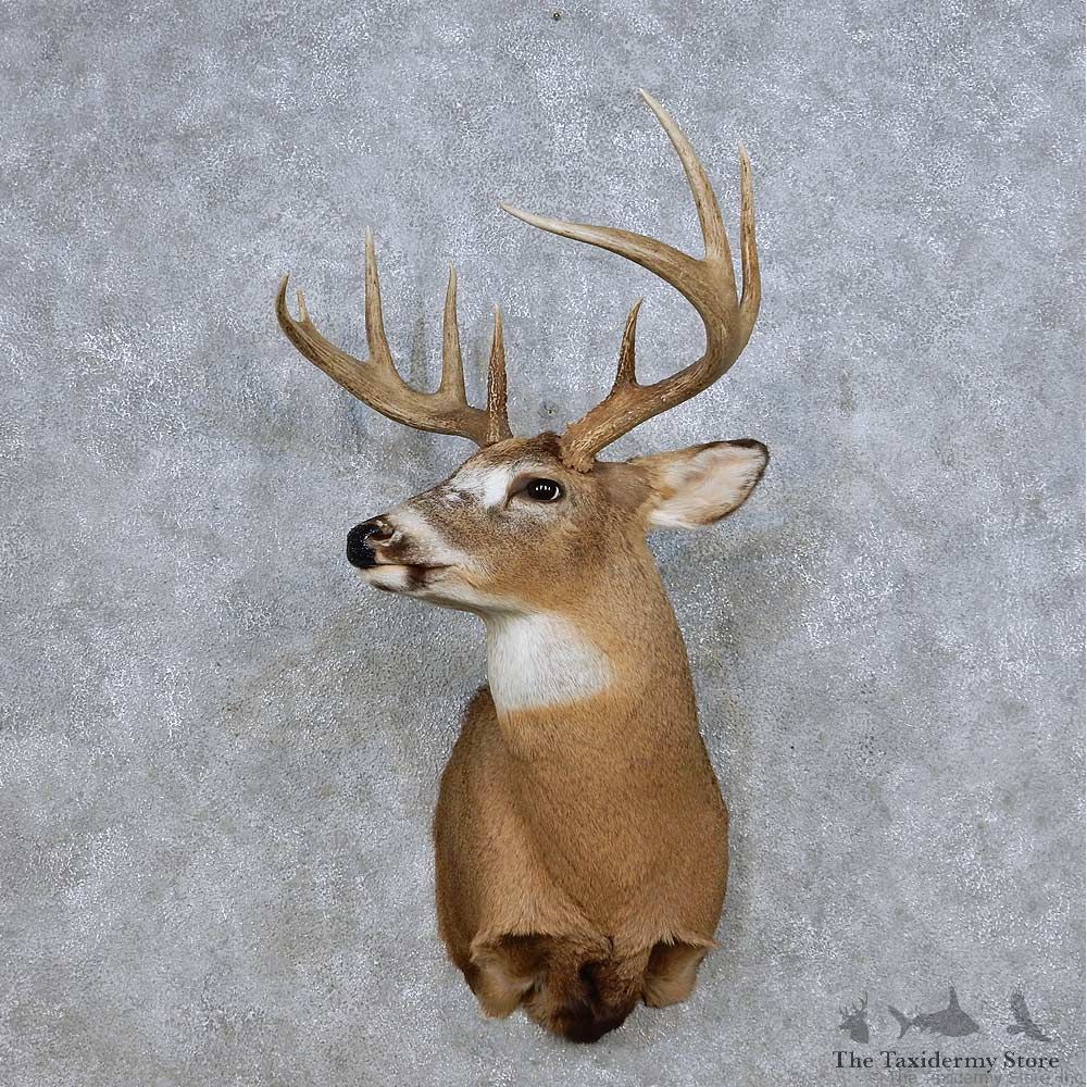 Piebald Whitetail Deer Taxidermy Shoulder Mount For Sale #14080 @ The Taxidermy Store