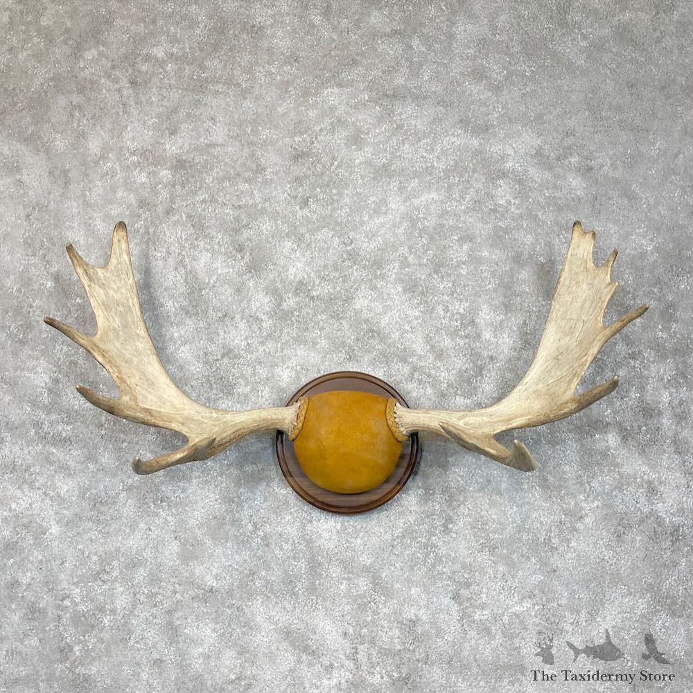 Moose Antler Plaque For Sale #28338 @ The Taxidermy Store