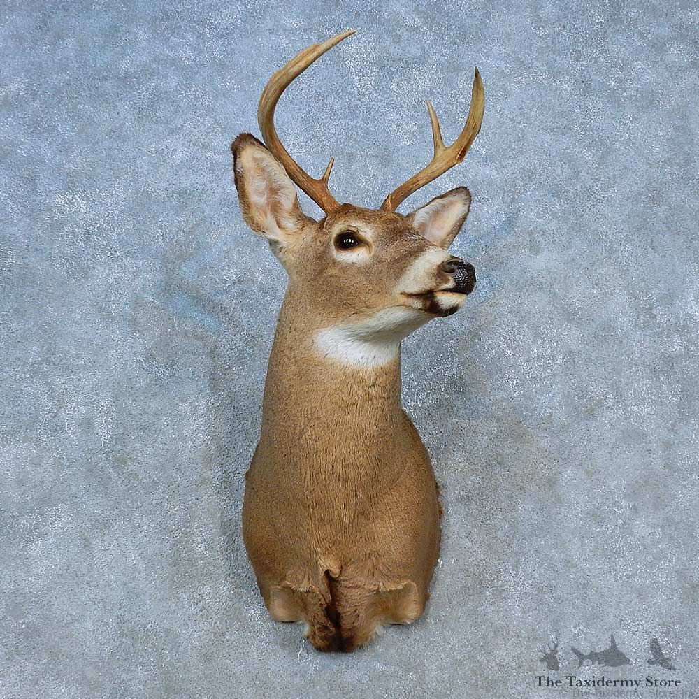 Whitetail Deer Shoulder Mount For Sale #15474 @ The Taxidermy Store
