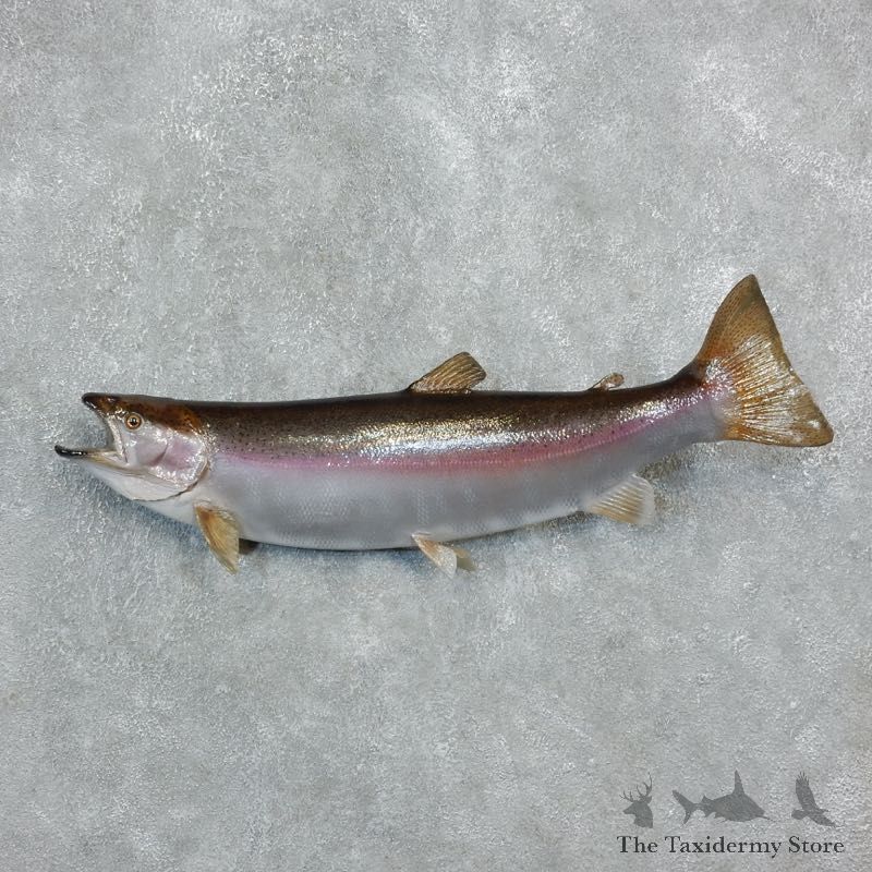Rainbow Trout Fish Mount For Sale #18240 @ The Taxidermy Store