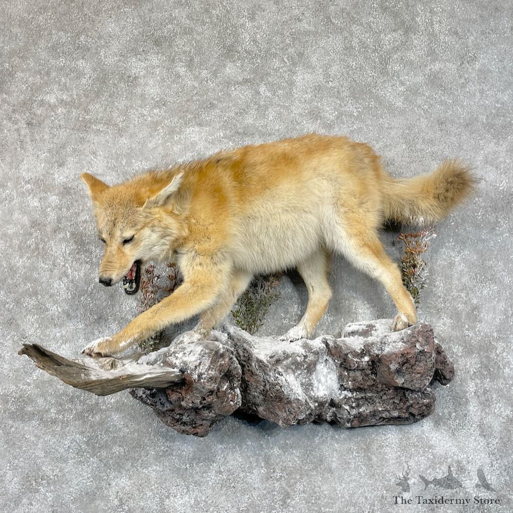 Strawberry Coyote Life Size Mount For Sale #28679 @ The Taxidermy Store