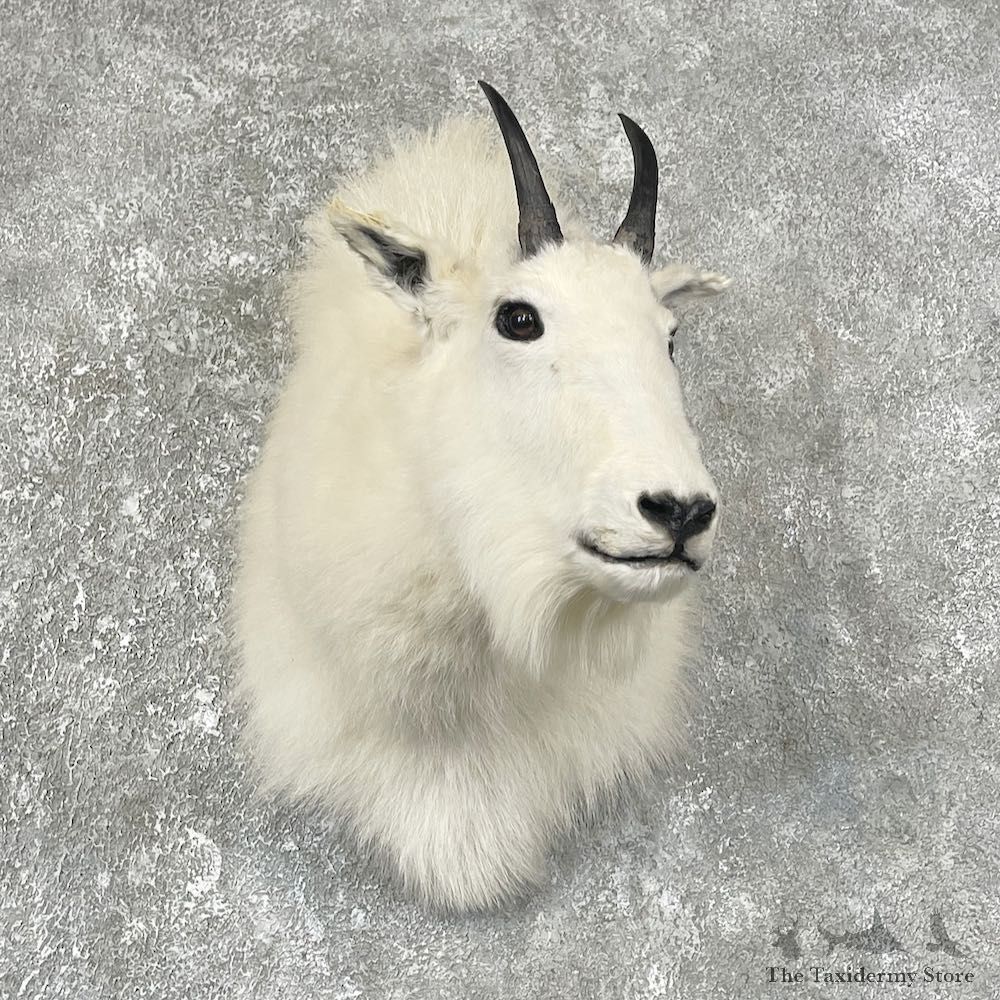 Mountain Goat Shoulder Mount For Sale #25492 - The Taxidermy Store