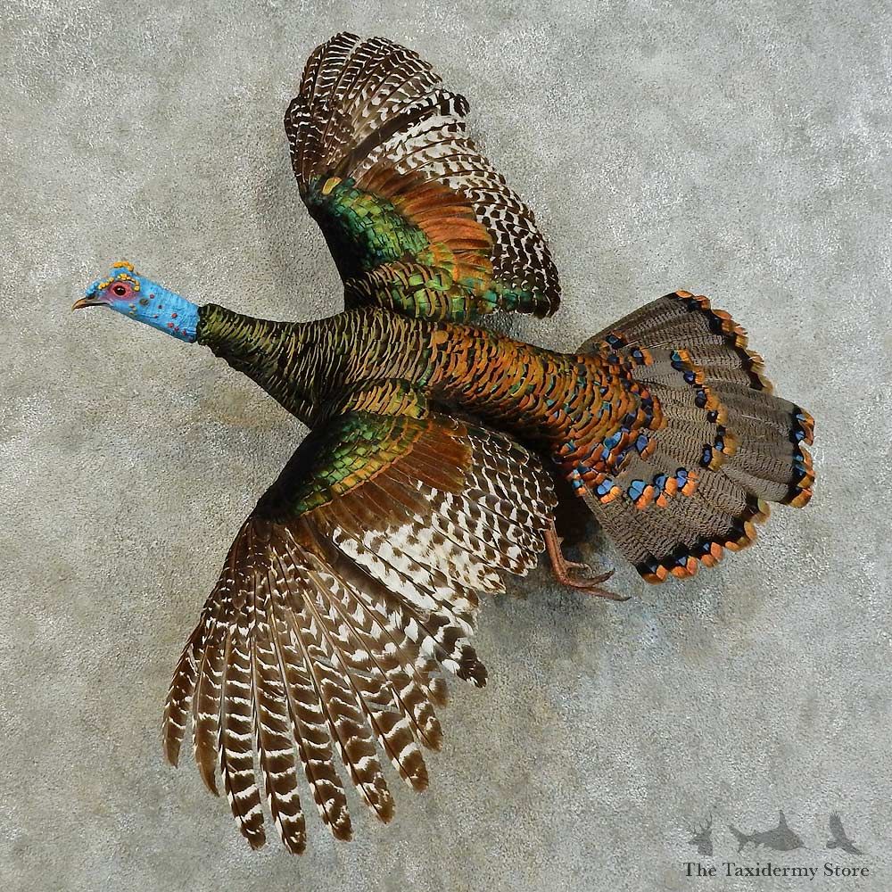 Ocellated Turkey Bird Mount For Sale #16341 @ The Taxidermy Store
