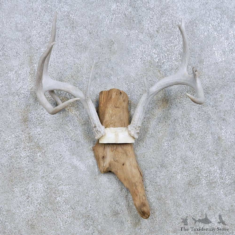 Whitetail Deer Antler Taxidermy Mount For Sale #13943 For Sale @ The Taxidermy Store
