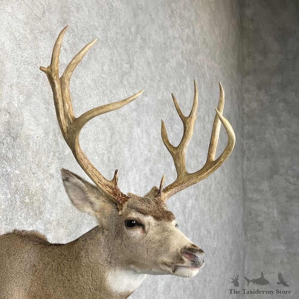 Mule Deer Shoulder Mount For Sale #28007 @ The Taxidermy Store