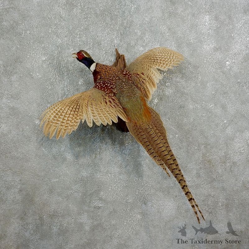 Ringneck Pheasant Bird Mount For Sale #17661 @ The Taxidermy Store