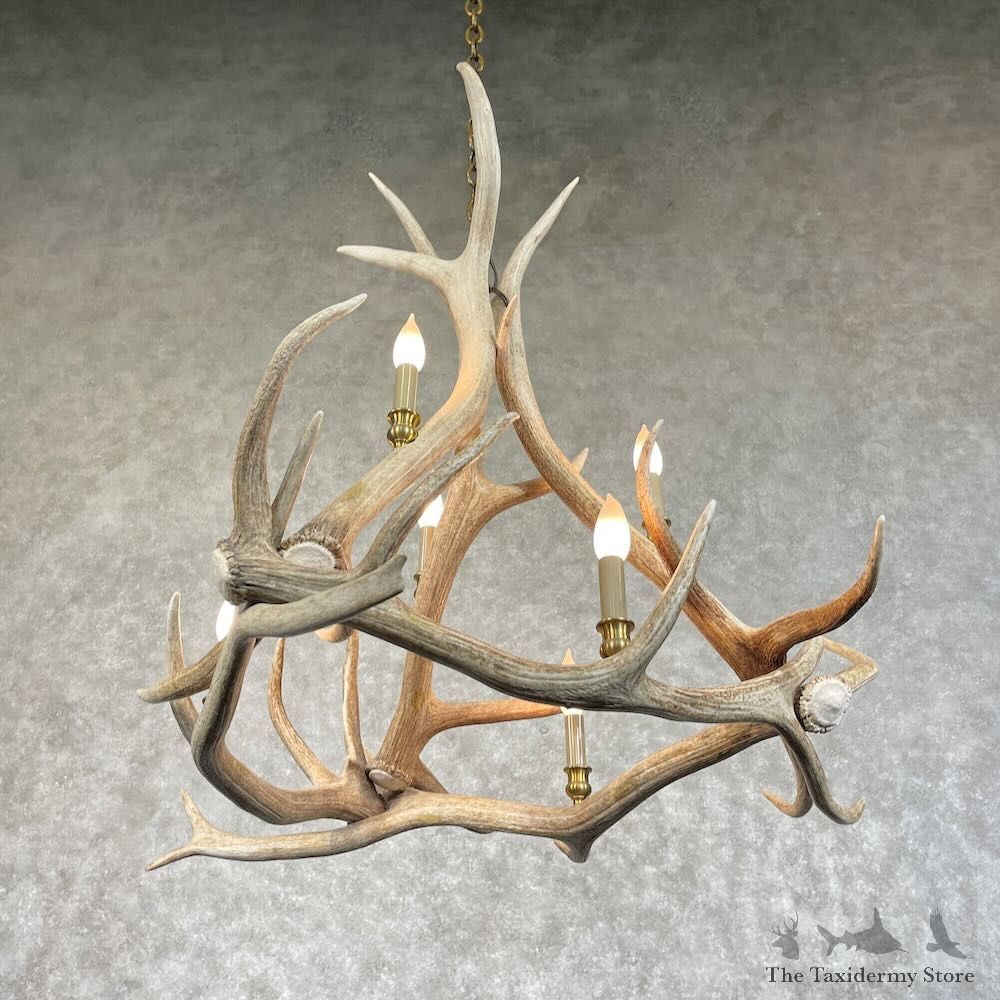 Elk Antler Chandelier For Sale #28733 @ The Taxidermy Store