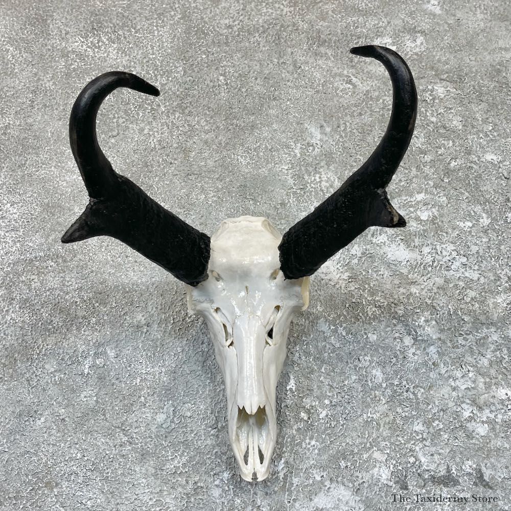 Pronghorn Skull & Horn European Mount For Sale #26612 @ The Taxidermy Store
