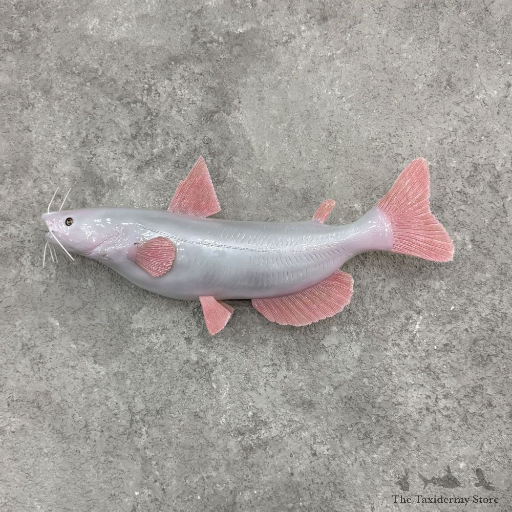Albino Channel Catfish Mount For Sale #32430 @ The Taxidermy Store