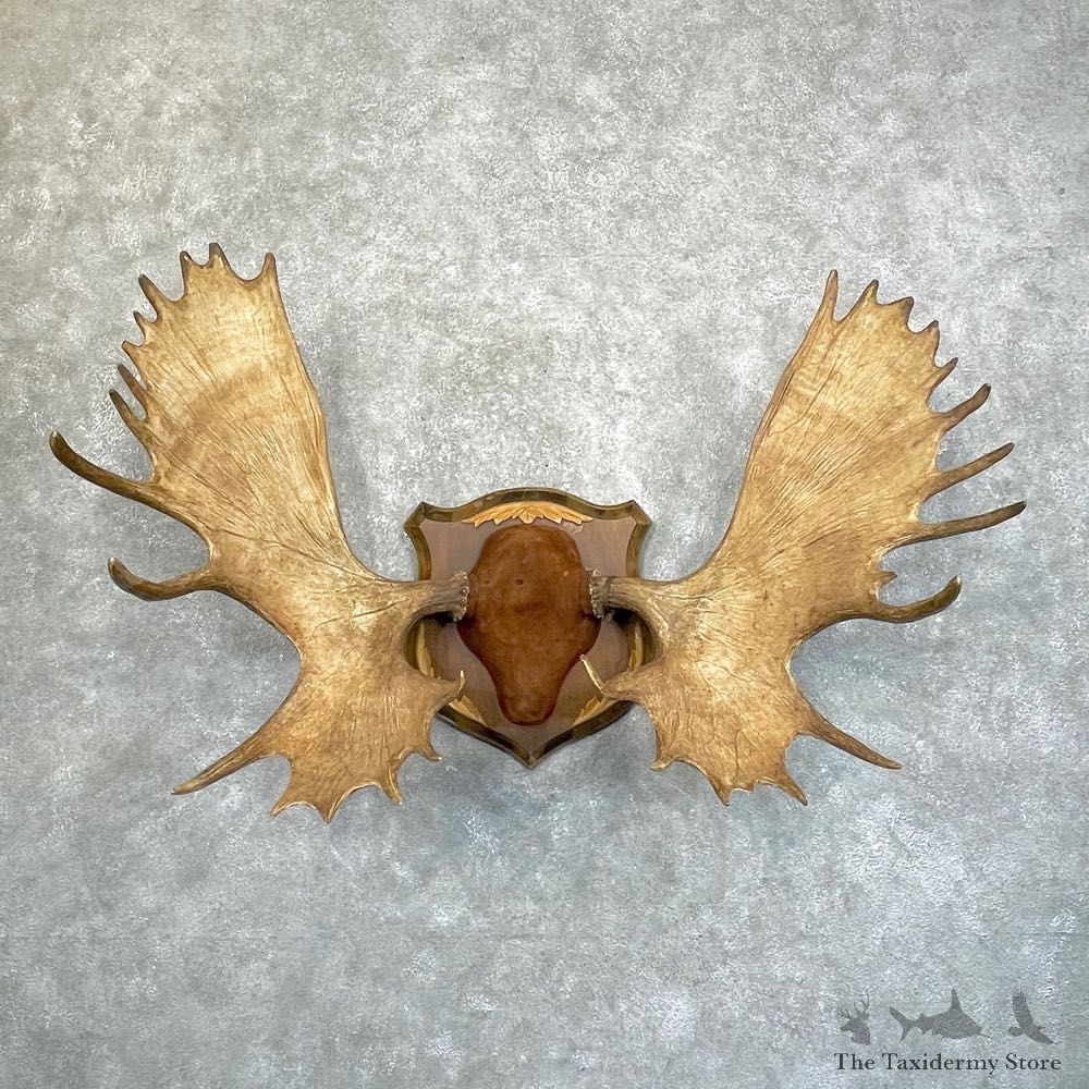 Canadian Mouse Antler Plaque For Sale #24242 @ The Taxidermy Store