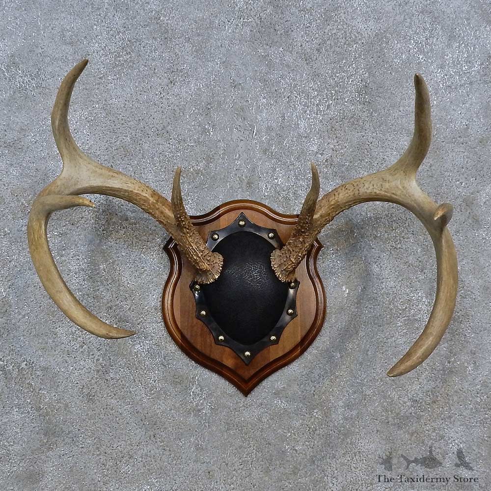 Whitetail Deer Antler Plaque For Sale #15237 @ The Taxidermy Store