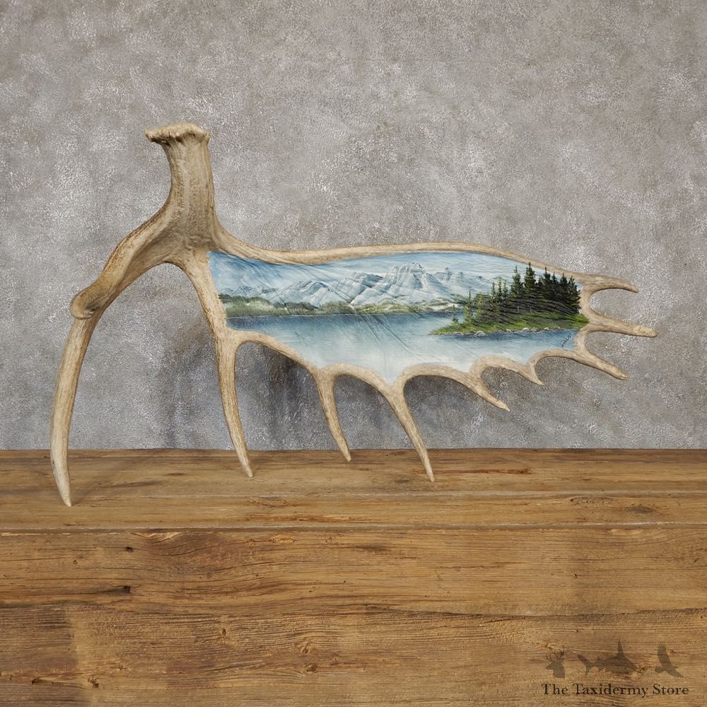 Painted Moose Antler For Sale #20109 @ The Taxidermy Store