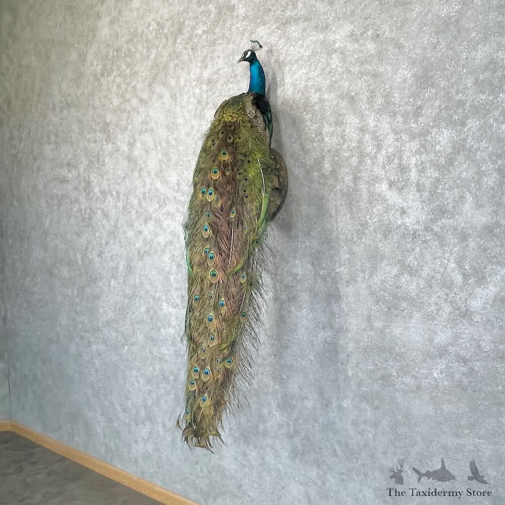 Blue Indian Peacock Bird Mount For Sale #28754 @ The Taxidermy Store