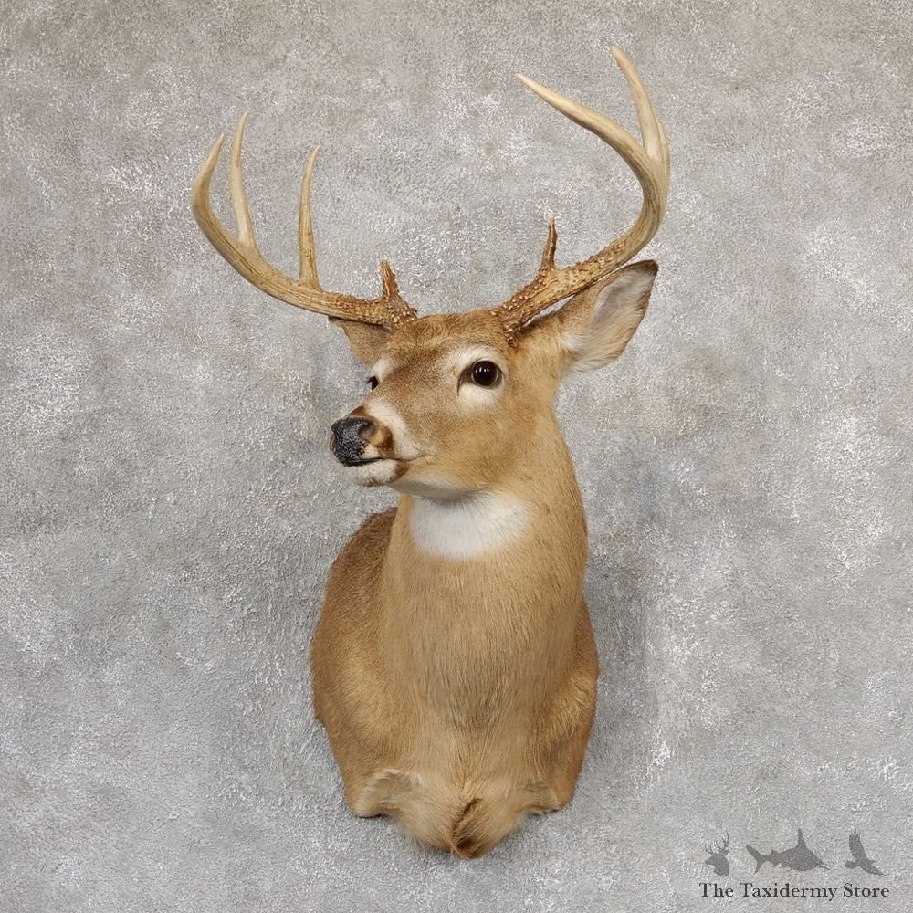 Whitetail Deer Shoulder Mount #18989 For Sale - The Taxidermy Store