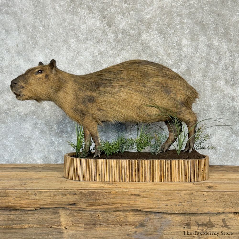 Capybara Life-Size Mount For Sale #29735 @ The Taxidermy Store