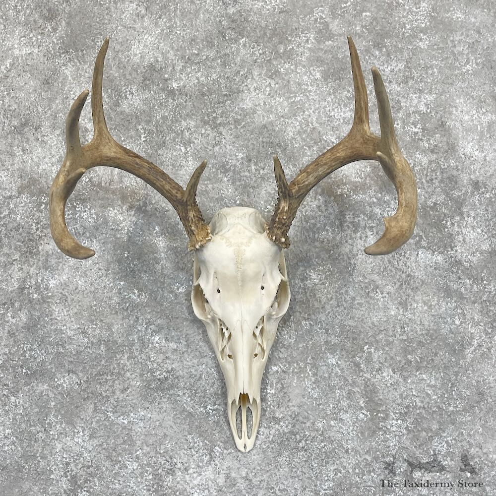 Whitetail Deer Skull European Mount For Sale #28059 @ The Taxidermy Store