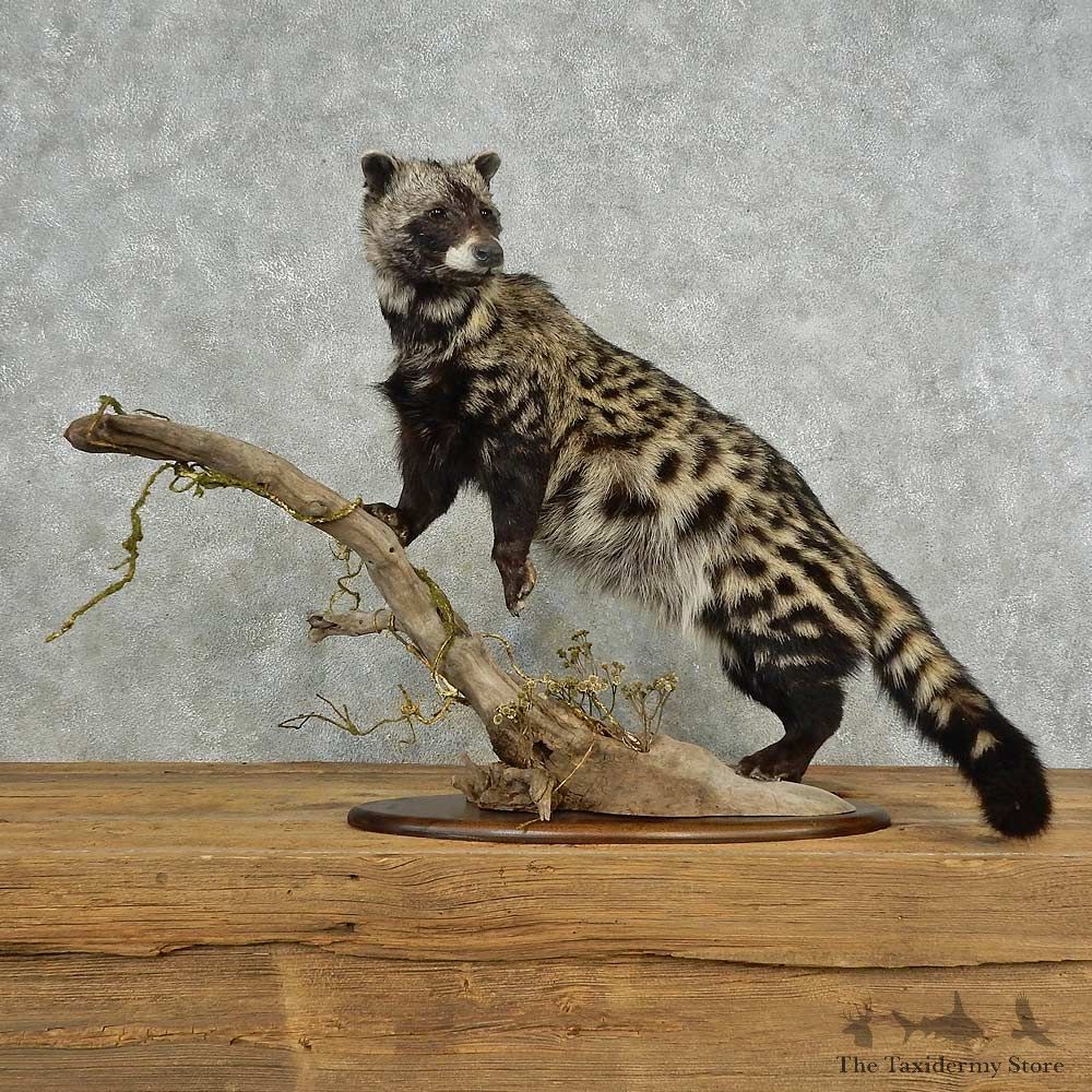 African Civet-Cat Life-Size Mount For Sale #16698 @ The Taxidermy Store