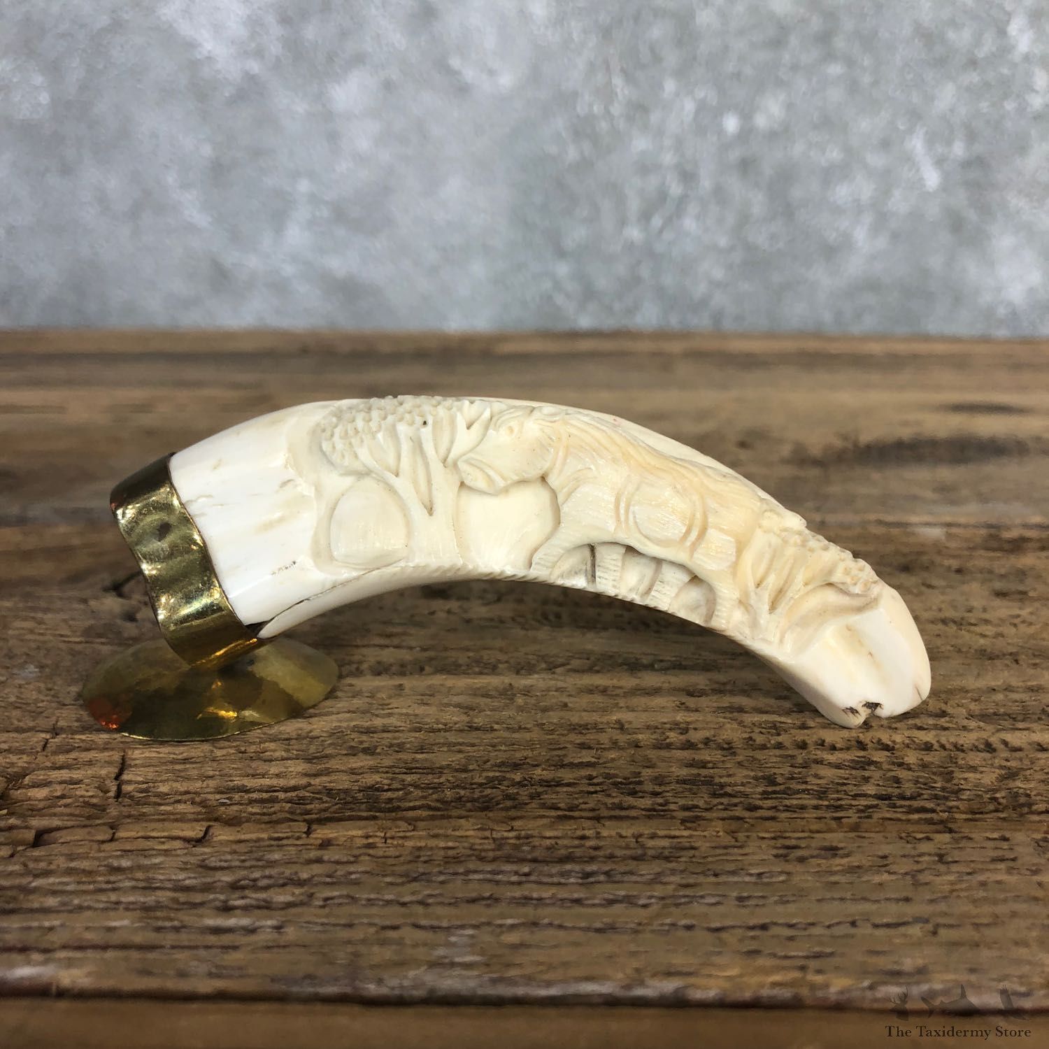 Carved Warthog Tooth For Sale #19960 @ The Taxidermy Store
