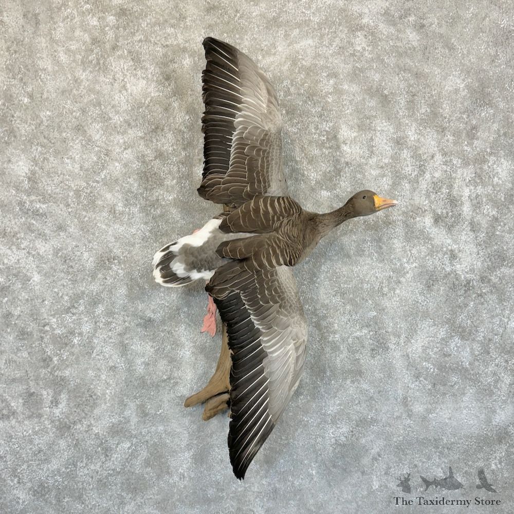 Greylag Goose Bird Mount For Sale #29215 @ The Taxidermy Store