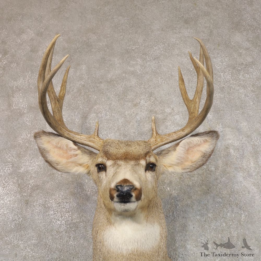 Mule Deer Shoulder Mount For Sale #22194 @ The Taxidermy Store