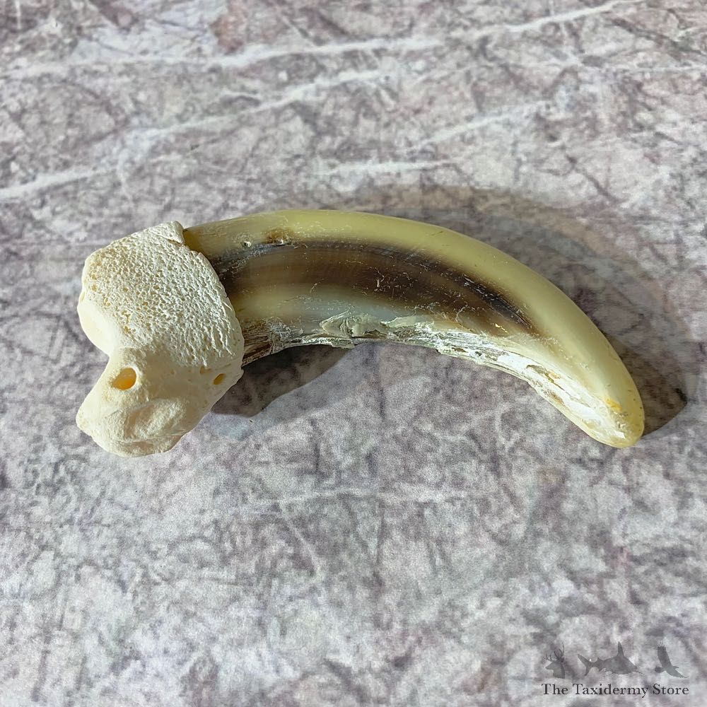 Grizzly Bear Claw For Sale #21892 @ The Taxidermy Store