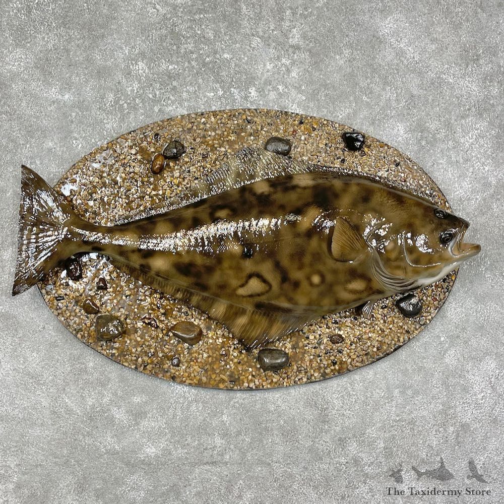 Reproduction Halibut Taxidermy Fish Mount #25919 For Sale @ The Taxidermy Store