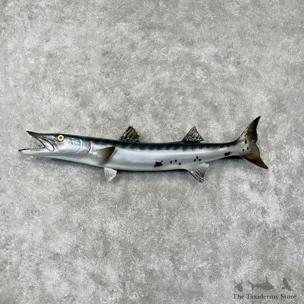 Barracuda Fish Mount For Sale #29813 @ The Taxidermy Store