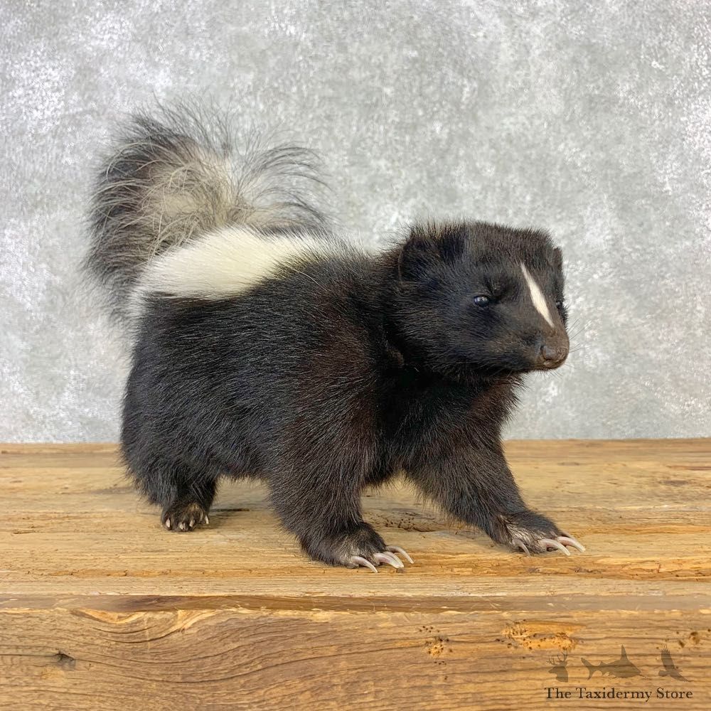 Skunk Life-Size Taxidermy Mount #21665 For Sale @ The Taxidermy Store