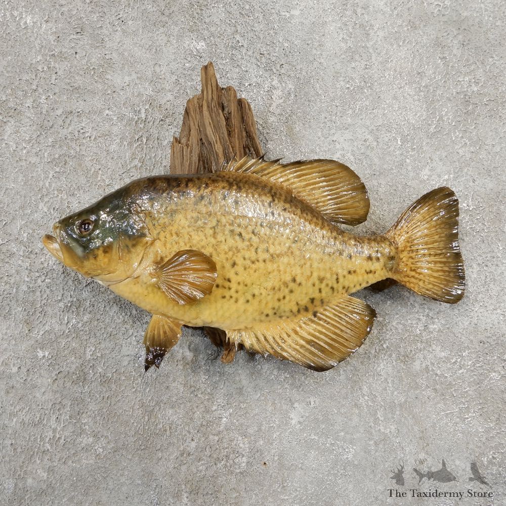 Black Crappie Taxidermy Fish Mount #20934 For Sale @ The Taxidermy Store