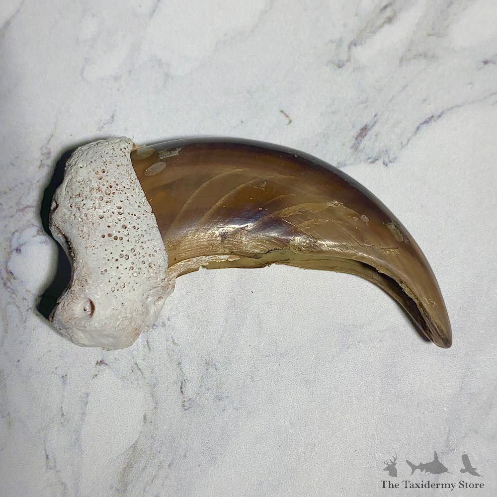 Grizzly Bear Claw For Sale #23767 - The Taxidermy Store