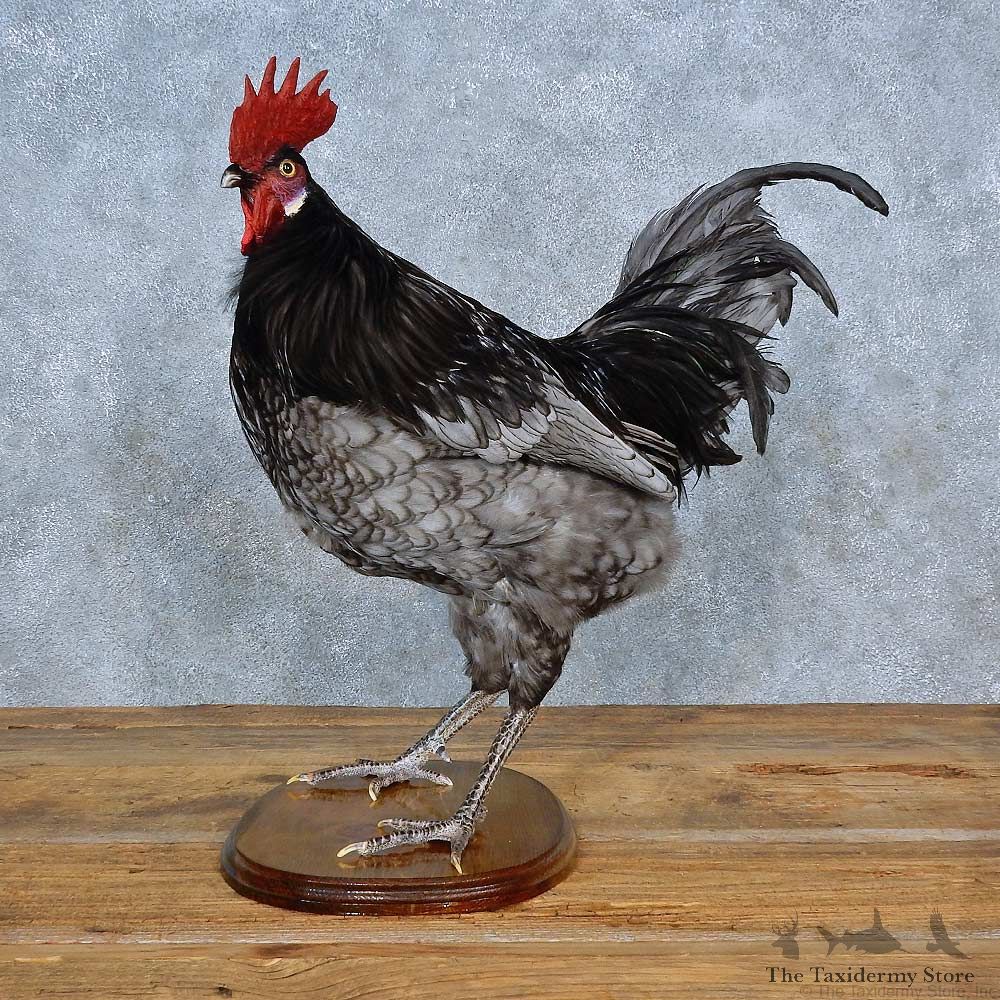 Minorca Chicken Bird Mount For Sale #15408 @ The Taxidermy Store