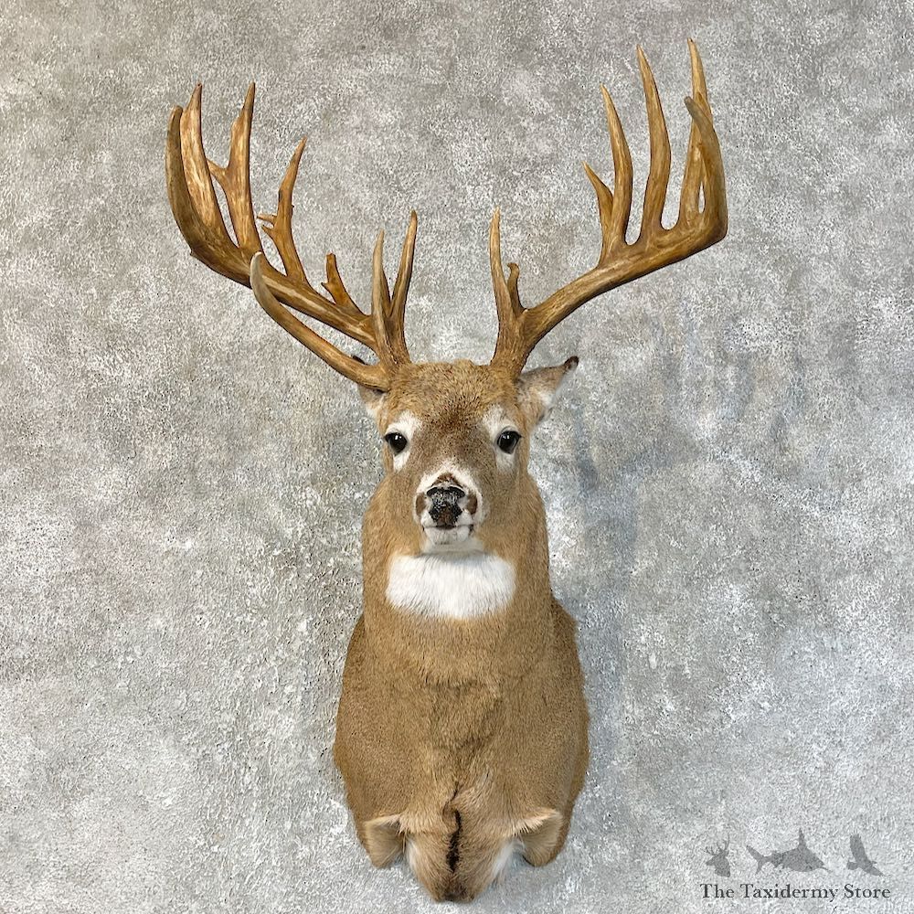 Whitetail Deer Shoulder Mount #25217 For Sale - The Taxidermy Store