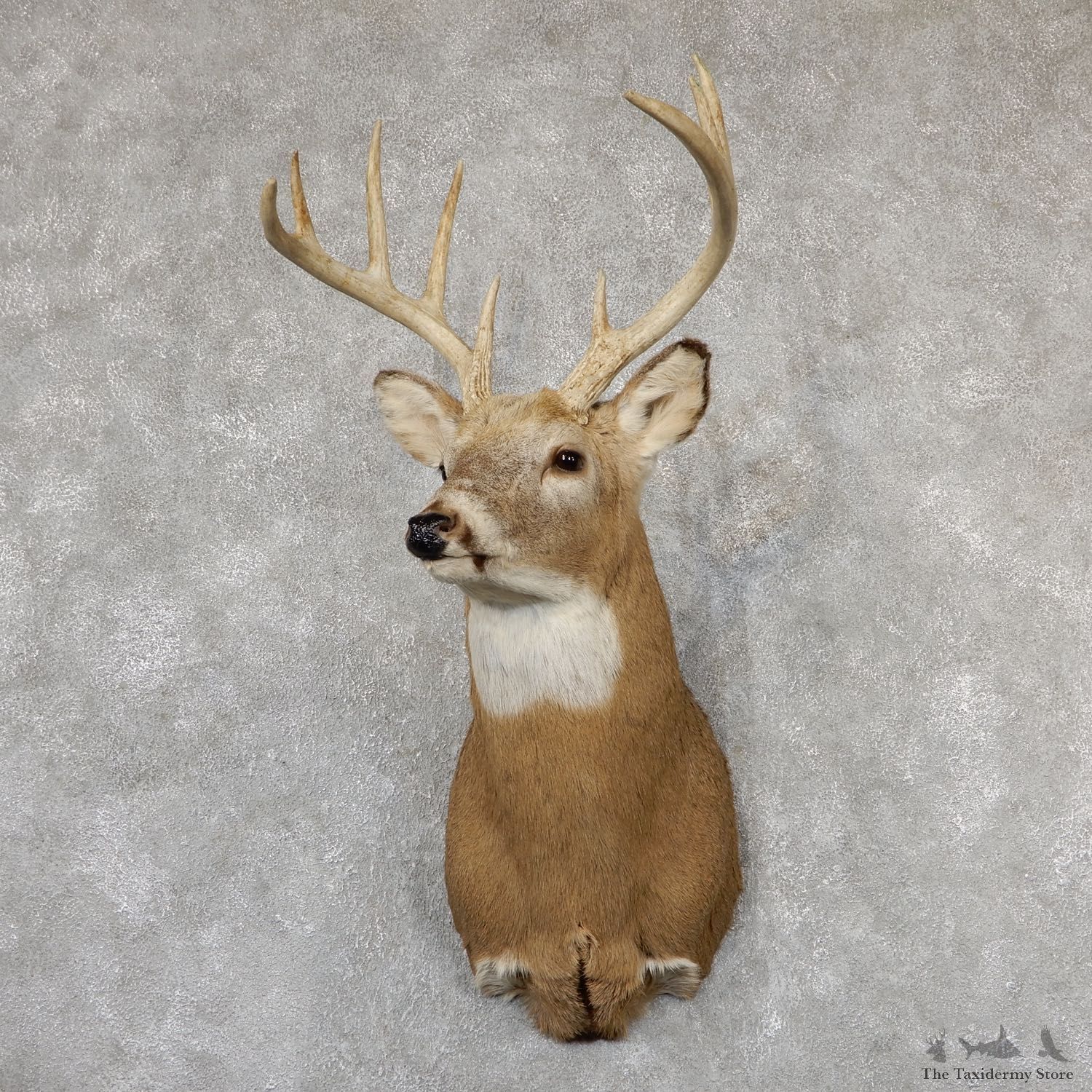 Whitetail Deer Shoulder Mount #19302 For Sale - The Taxidermy Store