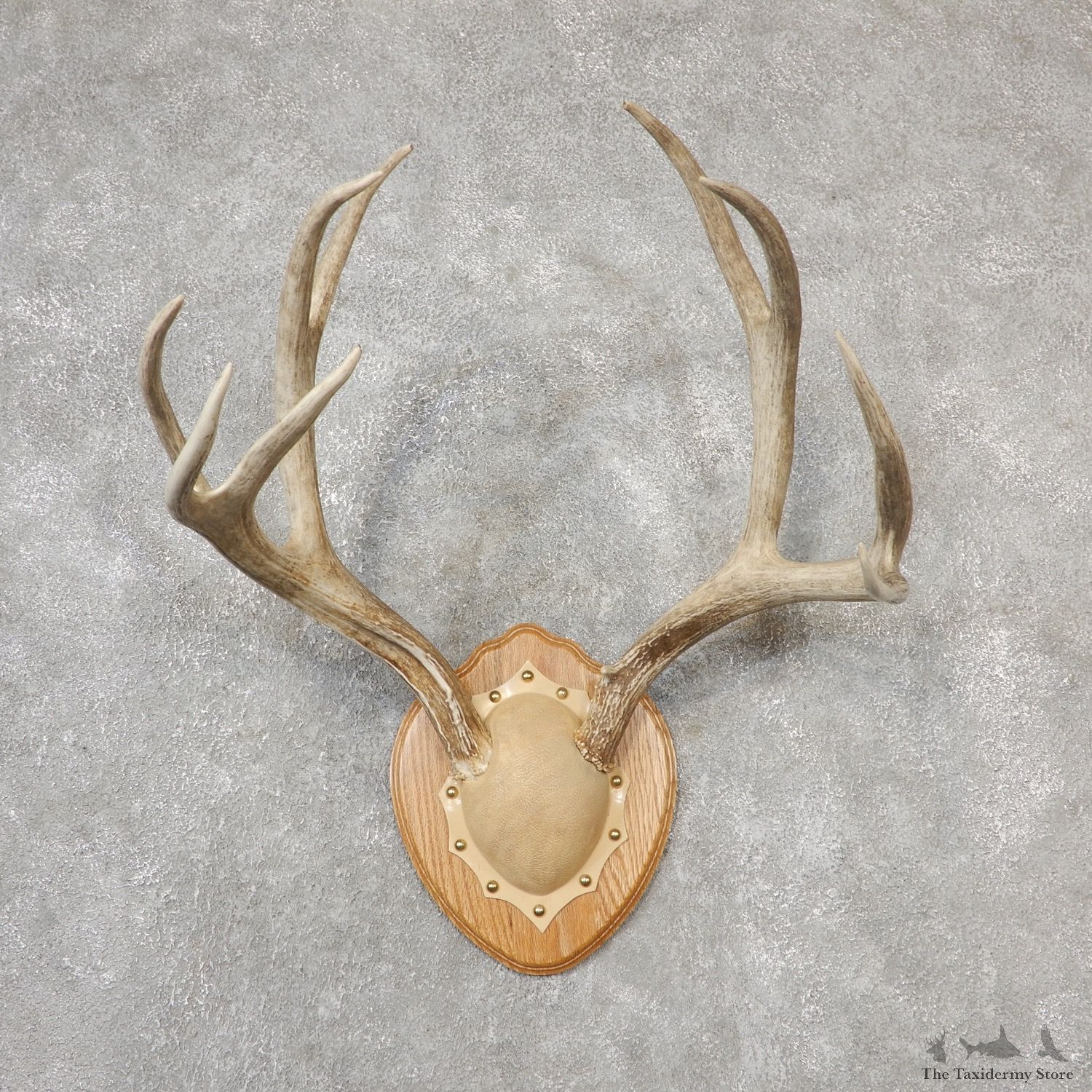 Mule Deer Taxidermy Antler Plaque #19115 For Sale @ The Taxidermy Store