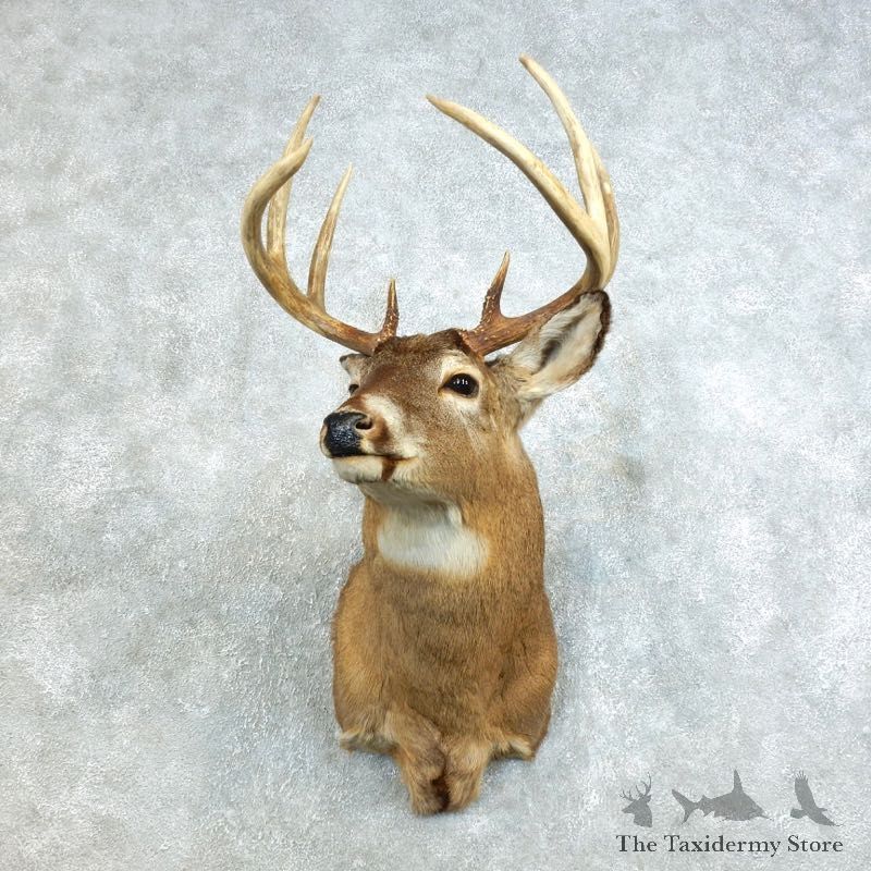 Whitetail Deer Shoulder Mount #18461 For Sale - The Taxidermy Store