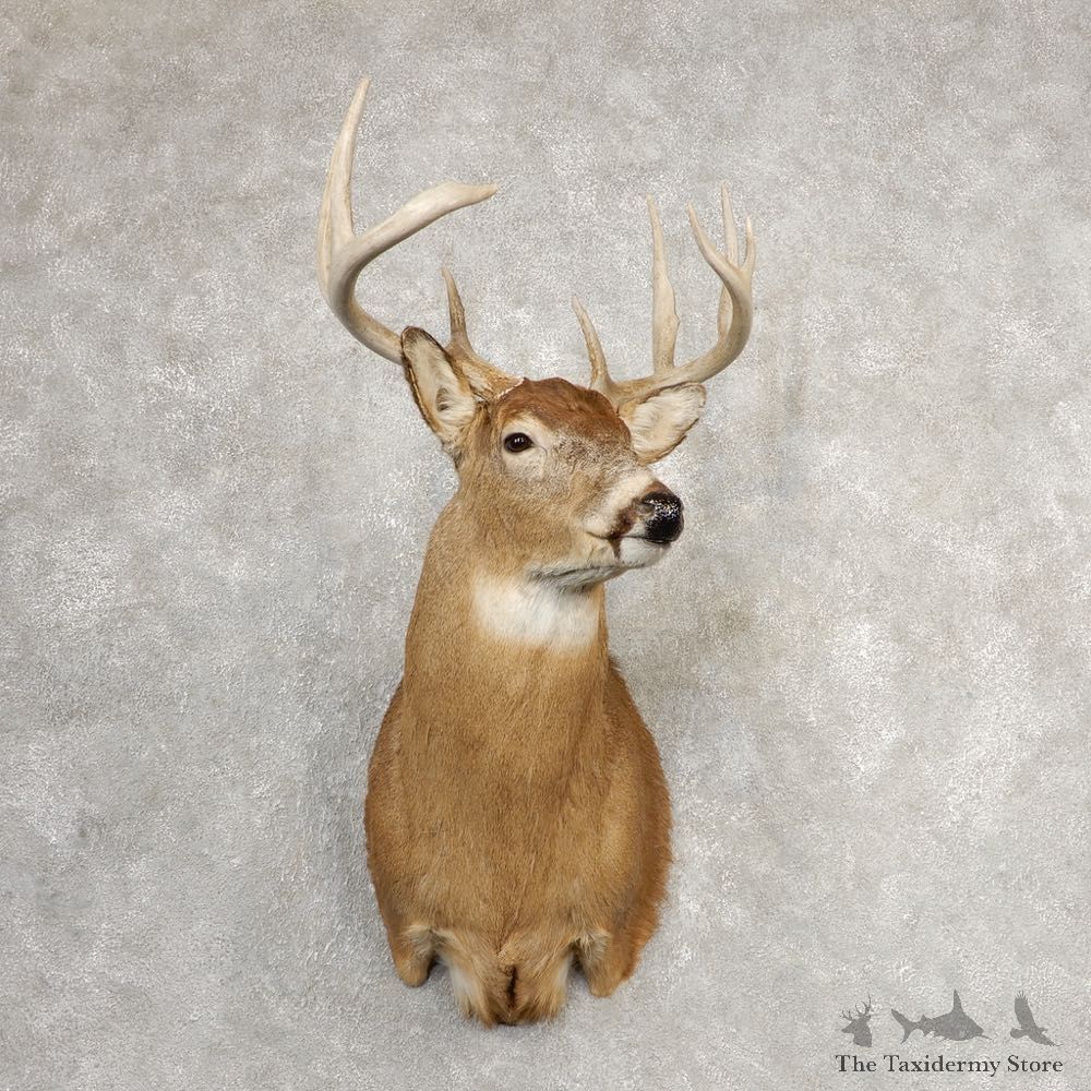 Whitetail Deer Shoulder Mount For Sale #21082 @ The Taxidermy Store