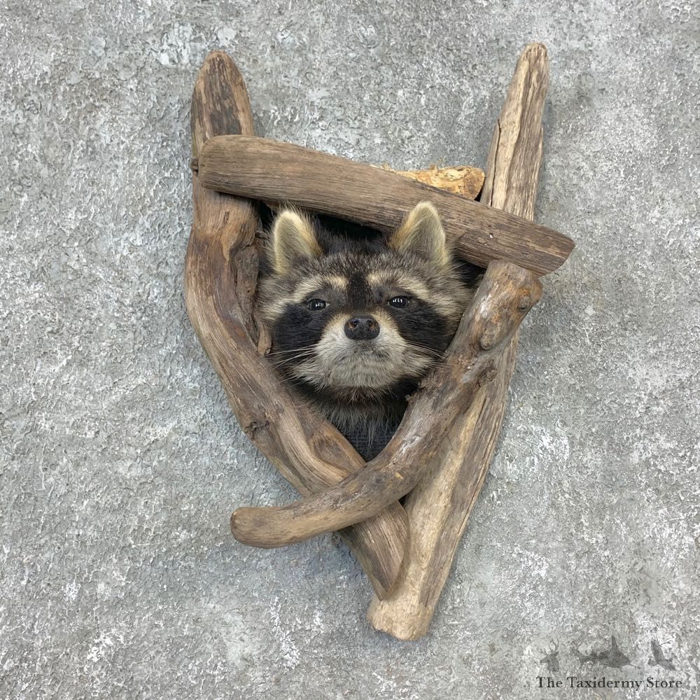 Raccoon Shoulder Mount For Sale #23284 @ The Taxidermy Store