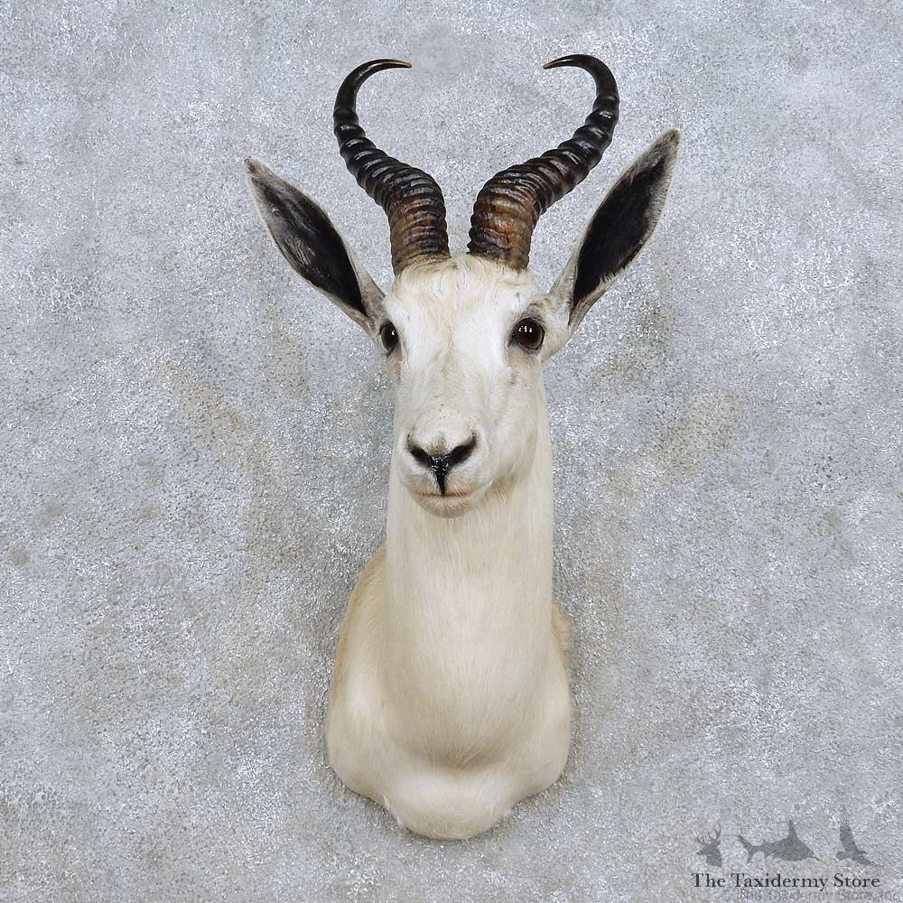 White Springbok Shoulder Mount For Sale #14247 @ The Taxidermy Store