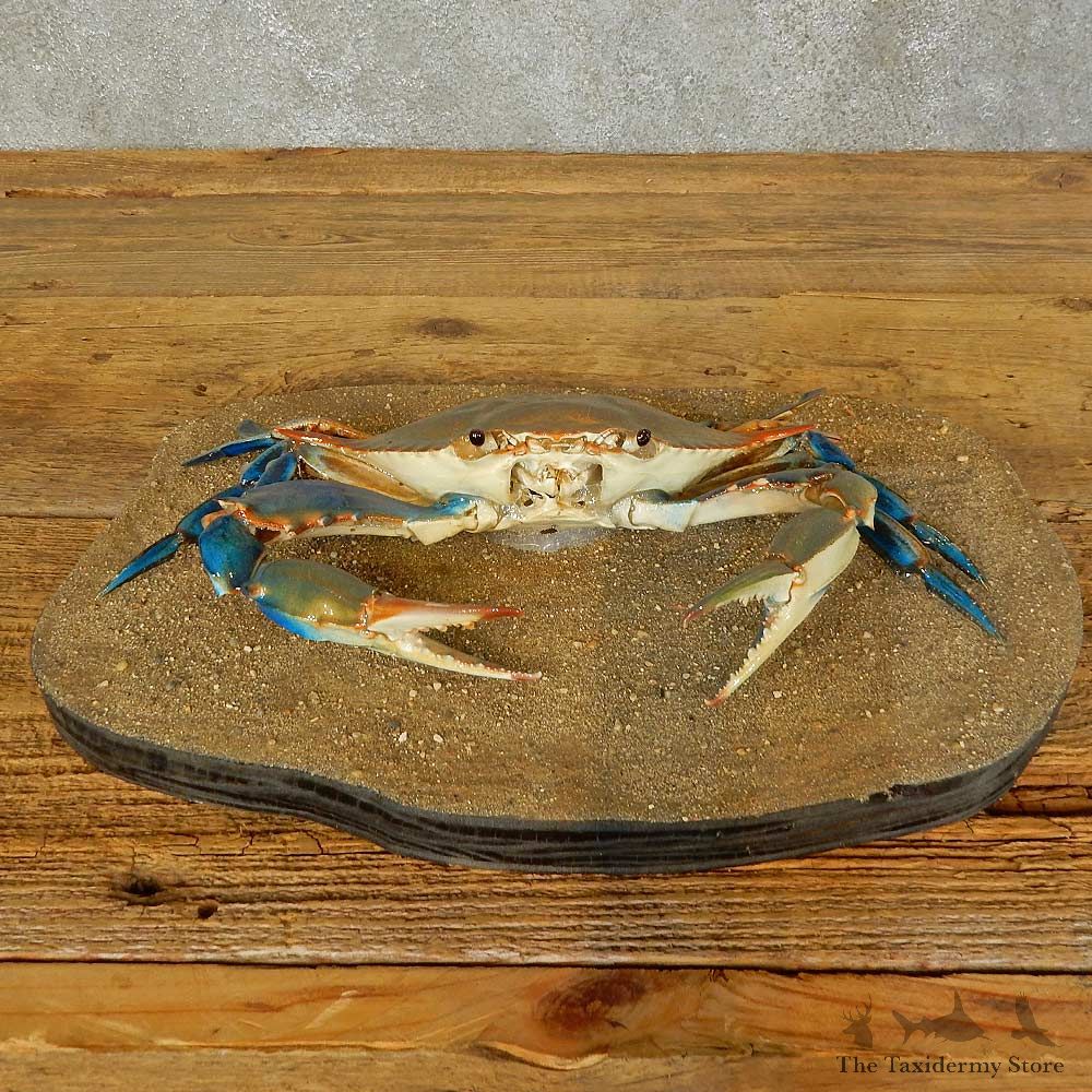 Blue Crab Life-Size Mount For Sale #16410 @ The Taxidermy Store