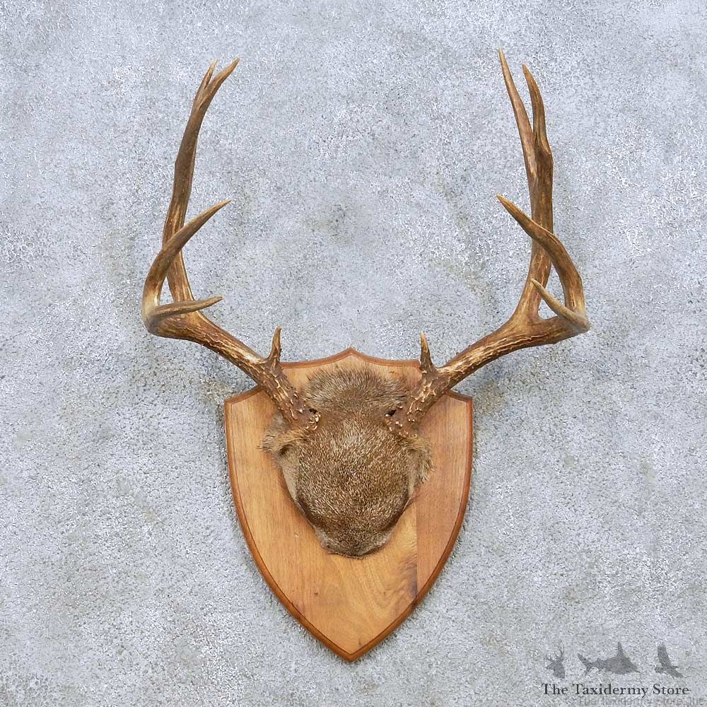 Mule Deer Antler Plaque Taxidermy Mount For Sale #13950 For Sale @ The Taxidermy Store