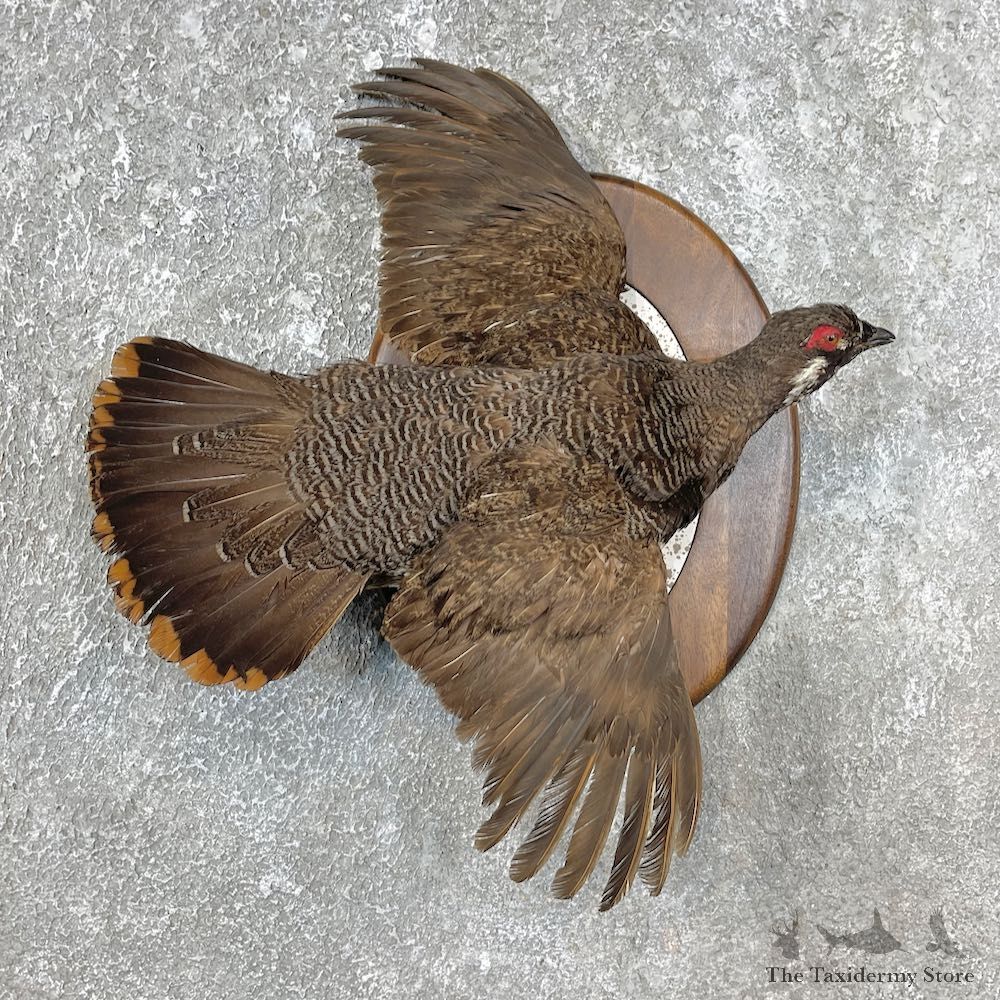 Spruce Grouse Mount For Sale #25445 @ The Taxidermy Store