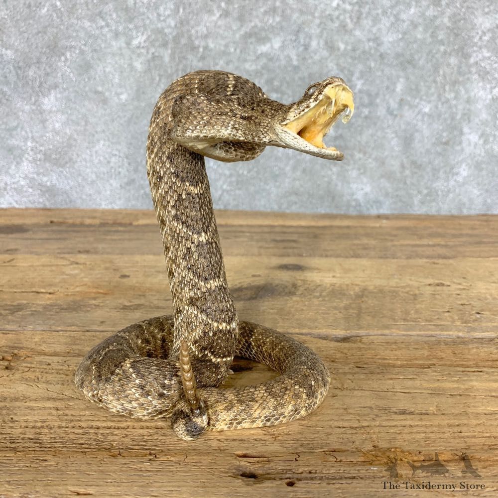 Western Diamondback Rattlesnake Mount For Sale #22459 @ The Taxidermy Store