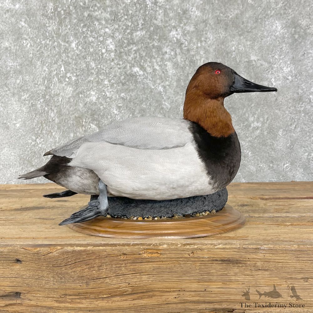 Canvasback Duck Bird Mount For Sale #27048 - The Taxidermy Store